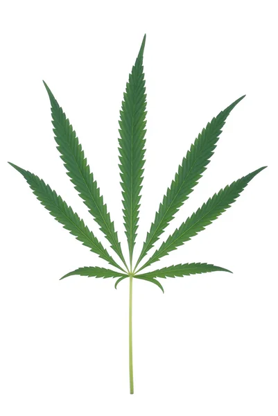 Konopie (cannabis) — Zdjęcie stockowe