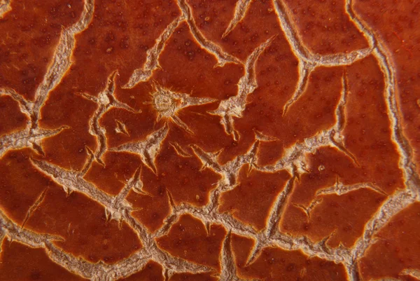 Cracky vecchie texture marroni — Foto Stock