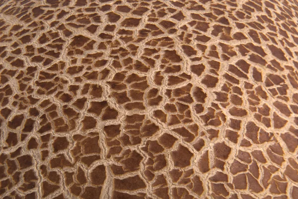 Чокнутые Коричневые Текстуры Крупный План — стоковое фото