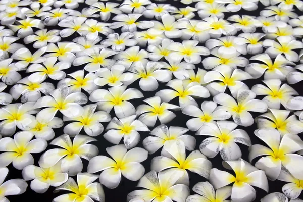 Mooie bloemen zweven in water. — Stockfoto