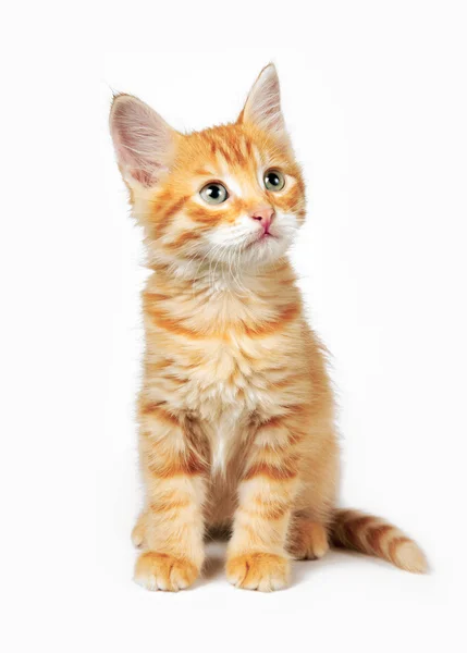 Červená kočka — Stock fotografie