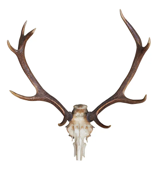 Horn av en stor hjort — Stockfoto