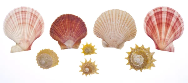被白色隔离开的海贝壳 — 图库照片