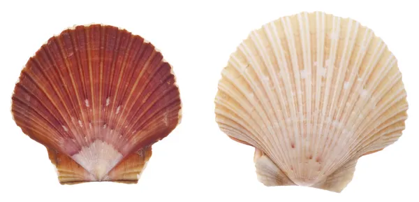 Sea Shell Isolated on White — Stock Photo, Image