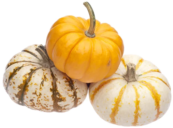 Festive Fall Pumpkins — Stock Photo, Image
