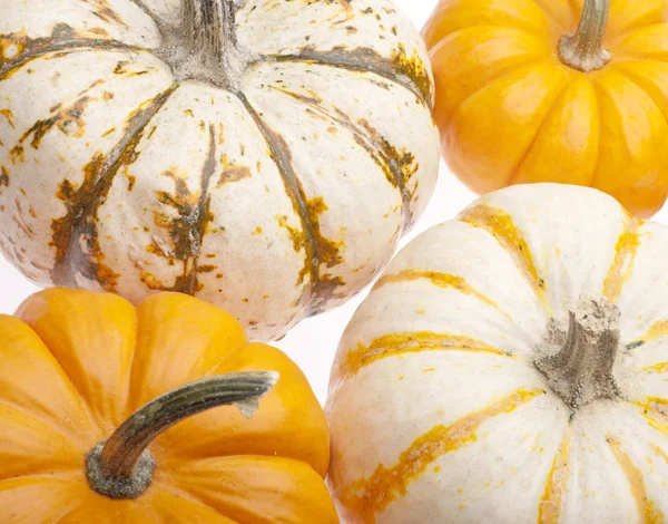 Festive Pumpkin Background — Stock Photo, Image
