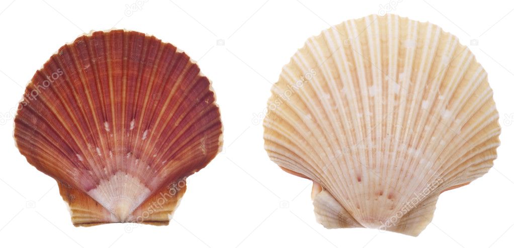 Sea Shell Isolated on White