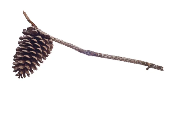 Cone e ramo de pinheiro — Fotografia de Stock