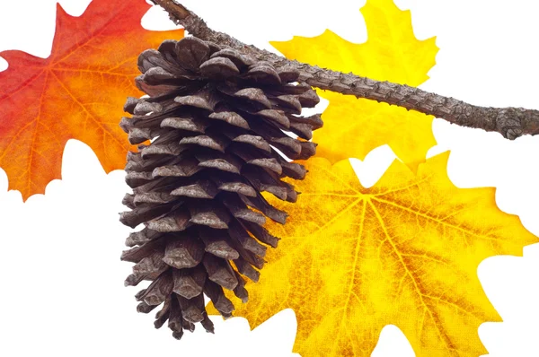 Fenyő kúp, és ősszel a levelek — Stock Fotó