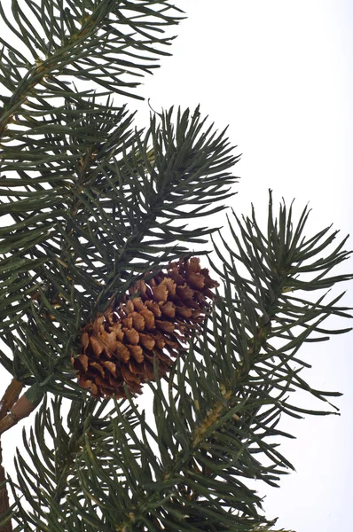Winter pine tree achtergrond of rand — Stockfoto
