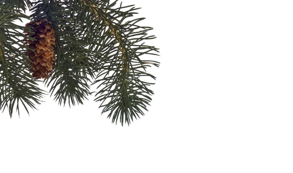 冬天松树树背景或边框 — 图库照片