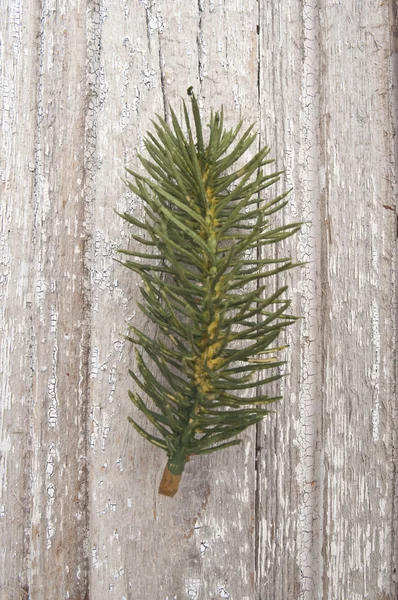 Pine branch vakantie — Stockfoto