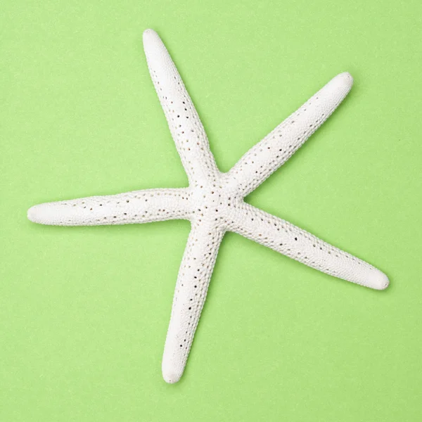 Estrella de mar blanca sobre un fondo verde vibrante . — Foto de Stock