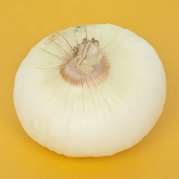 Cebolla blanca — Foto de Stock