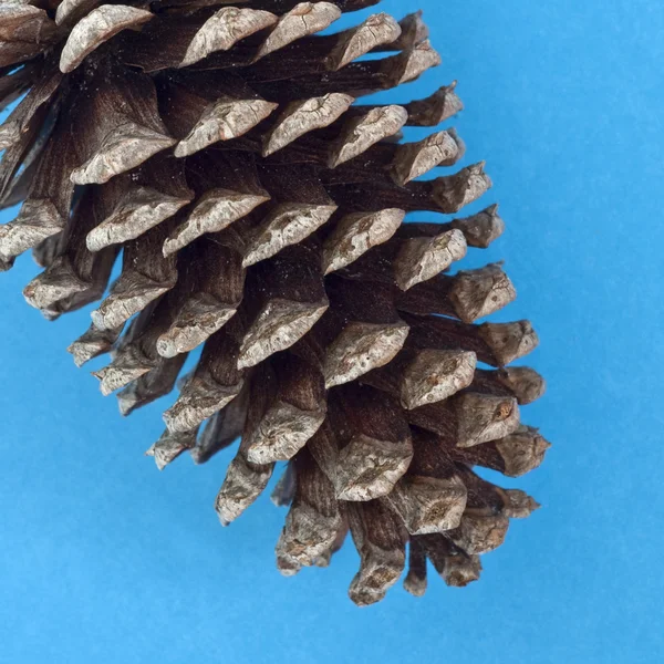 Close Up of Pine Cone on Vibrant Blue — Stock Photo, Image