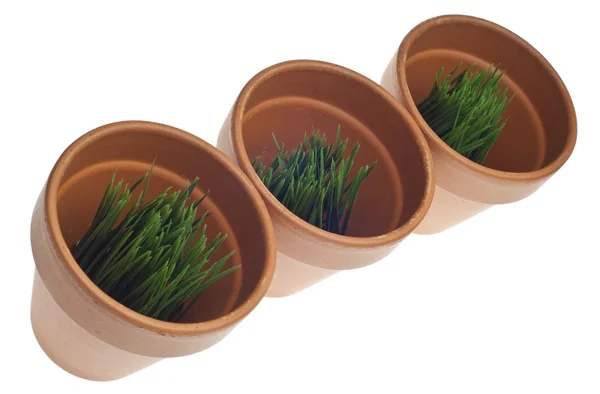 Grama verde em vasos de argila — Fotografia de Stock