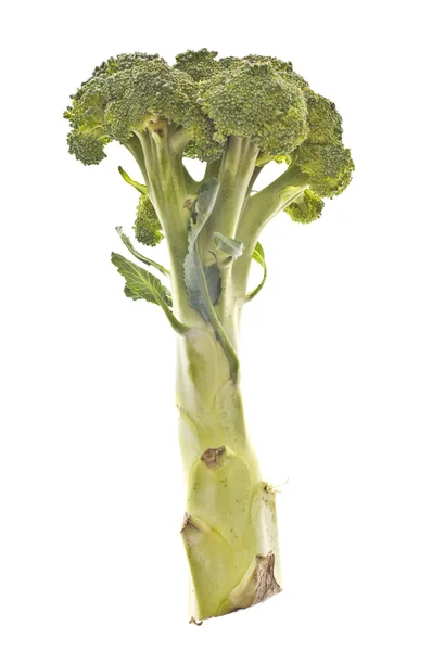 Gesunde Brokkoli-Stiele — Stockfoto