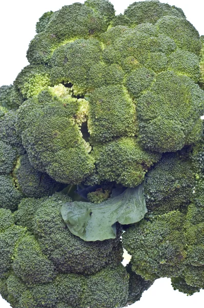 Tallos saludables de brócoli —  Fotos de Stock