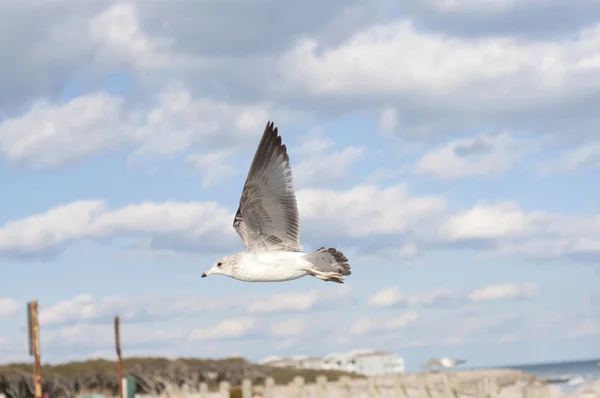 海鸥飞行云和海滩背景 — 图库照片