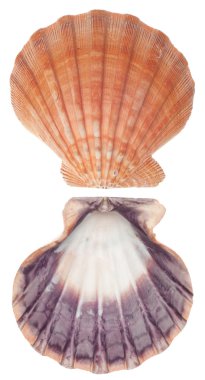 Sea Shell Front and Back clipart