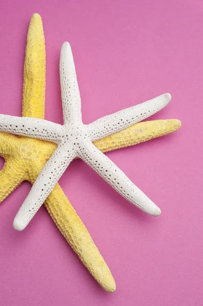 Starfish Imagem Conceito Viagem Moderna Rosa Vibrante — Fotografia de Stock