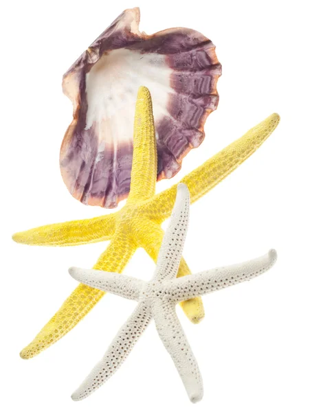Conceito Praia Com Shell Starfish Isolados Branco Com Caminho Recorte — Fotografia de Stock