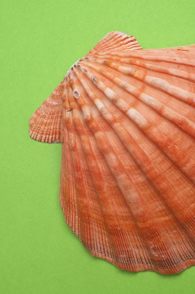 Shell on Modern Vibrant Green — Stock Photo, Image