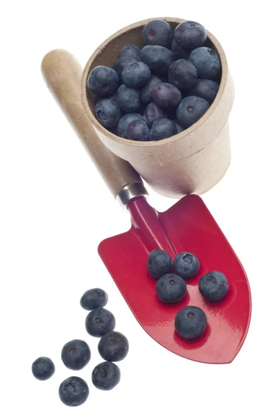 Blueberry Harvest — Stock Photo, Image
