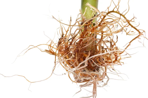 新鲜根系生长与竹 — 图库照片