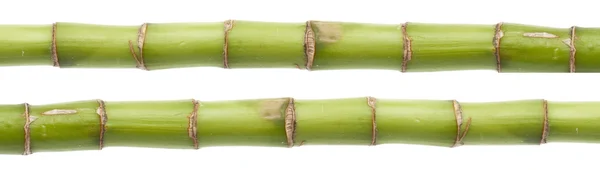 Свіжа текстура бамбукового стебла — стокове фото