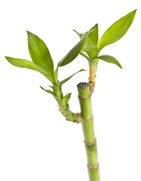 竹与新鲜的增长 — 图库照片
