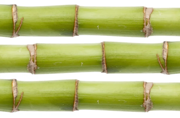 Textura de haste de bambu fresco — Fotografia de Stock