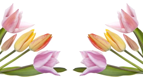 Primavera tulipanes frontera fondo —  Fotos de Stock