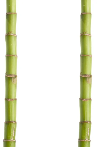 鲜竹秆边框或在白色背景 — 图库照片