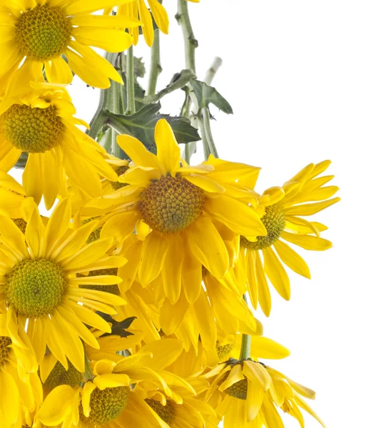 Gele daisy achtergrond — Stockfoto