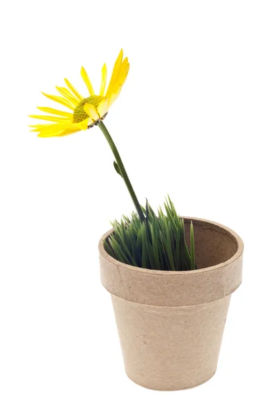 Gele daisy in pot van gras — Stockfoto