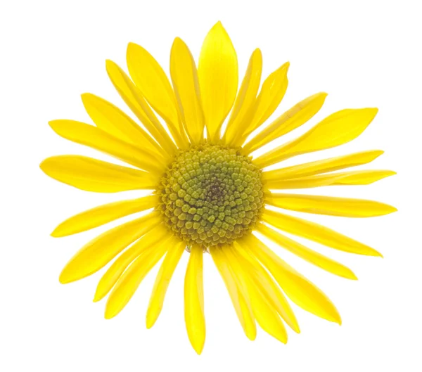 Enkele gele daisy — Stockfoto