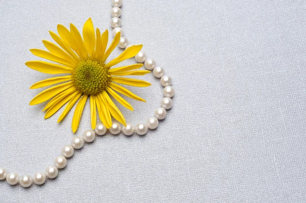 Pearl necklace and daisy en achtergrond — Stockfoto