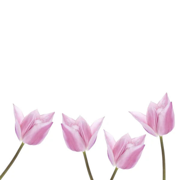 Весняні тюльпани — стокове фото