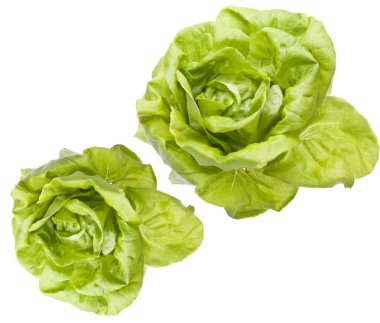 Hydroponic Bibb Lettuce clipart