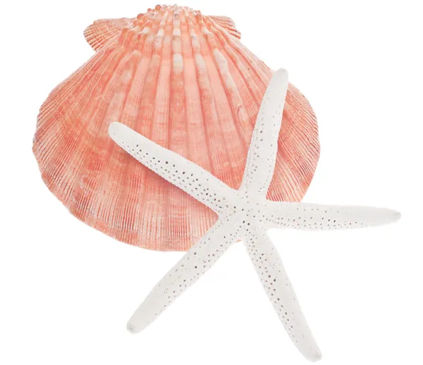 Scallop Shell and Starfish — Stock Photo, Image