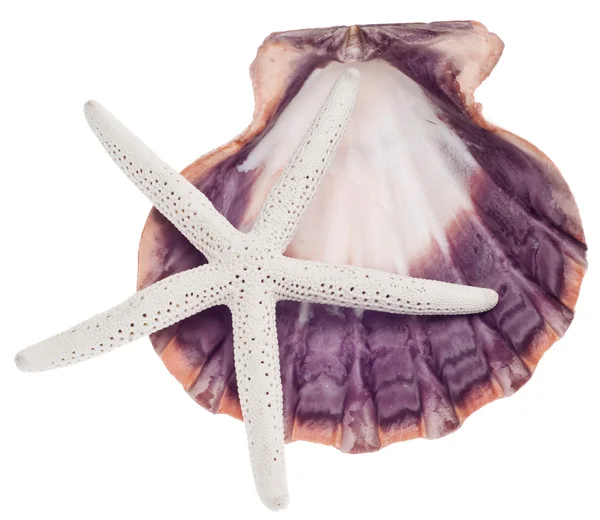 Scallop Shell e Starfish — Fotografia de Stock