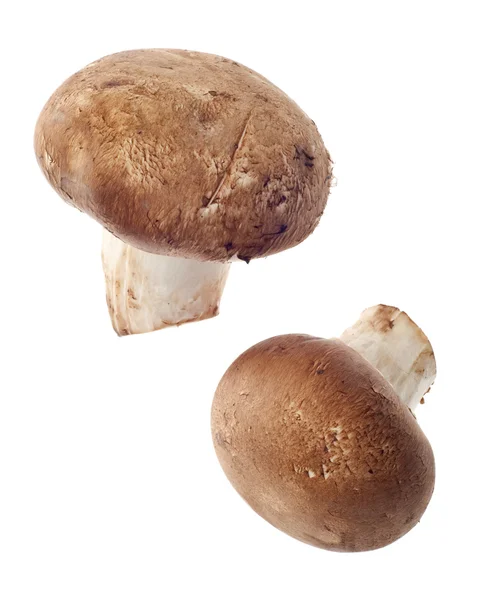 Parę grzybów — Zdjęcie stockowe