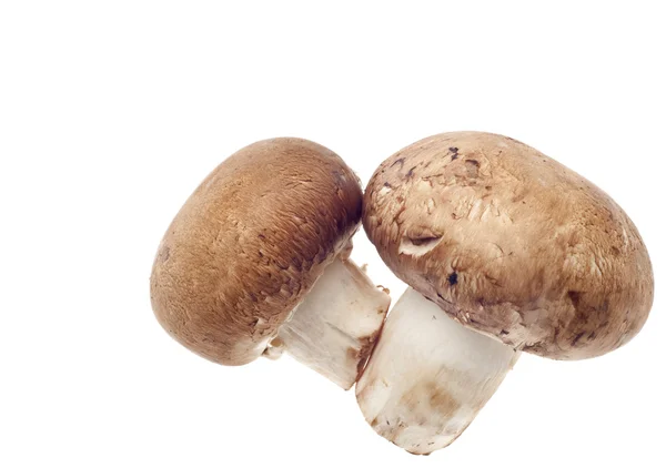 Parę grzybów — Zdjęcie stockowe