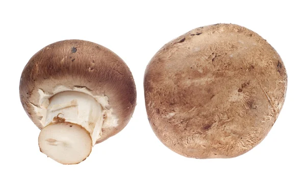 Пара грибов — стоковое фото