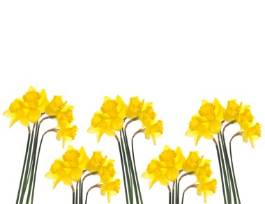 Spring Daffodils clipart