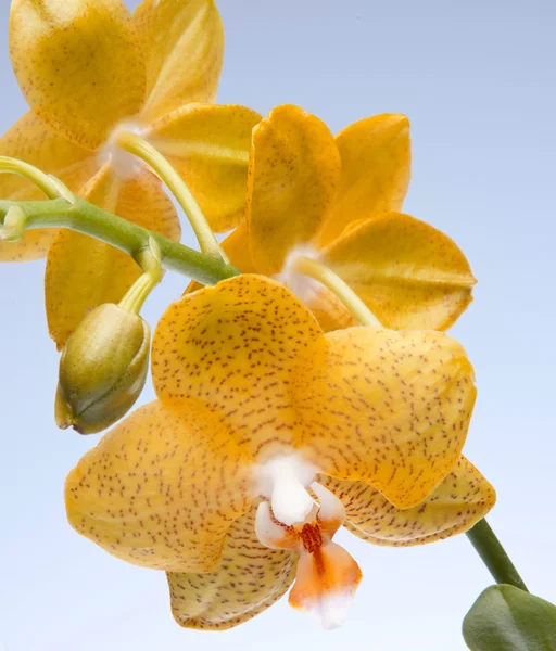 Желтые орхидеи — стоковое фото