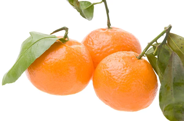 stock image Three tangerines