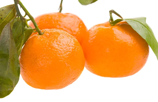 stock image Three tangerines