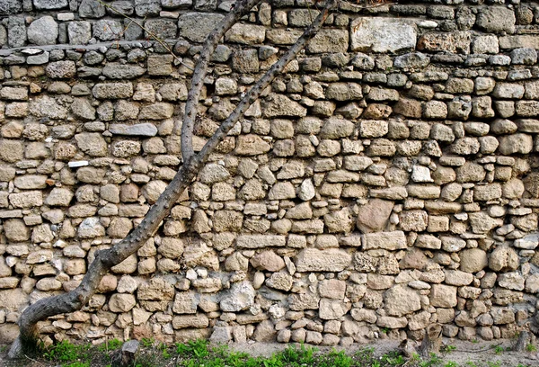 Sfondo Orizzontale Con Antico Muro Pietra Curva Albero Asiatico — Foto Stock